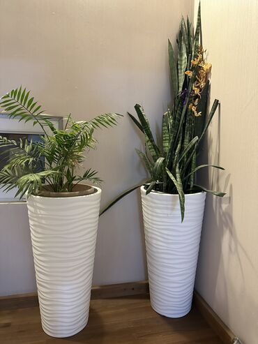Другие комнатные растения: Растение для офиса очень неприхотливое, общая высота вазона и растения