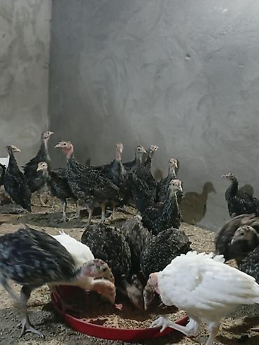 damaz: Satlıq hinduşka balaları. Şəkillərdə göründüyü kimi sürü halında — 4