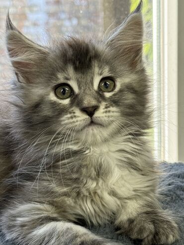 Коты: Продается котенок Мейн-Куна такая вот замечательная девочка, ей 2,5