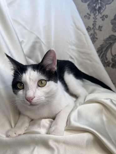 Продажа кошек: Беспородная, 9 месяцев, Мальчик, Биколор, Приучена к лотку, Проглистована, С документами — 7