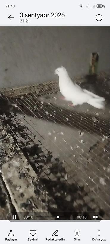 goyercin bazari: Qoşa kekil mayadi unvan gemce gondermek mumkundu 0513992050 — 3