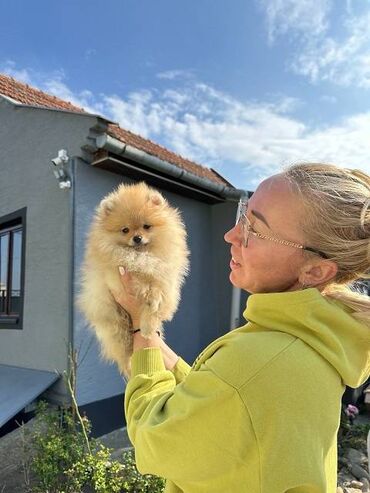 Psi: Odgaivacnica ekskluzivnih pomeranaca i pudli registrovana u FCI savezu — 6