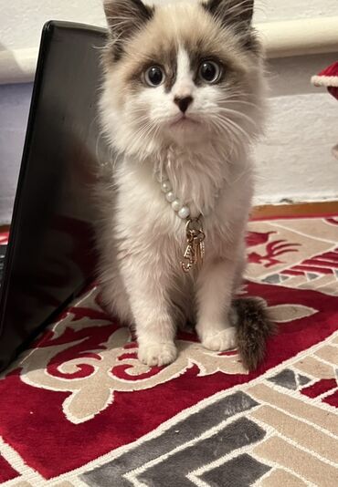 домашние птицы: Рэгдолл, 3 месяца, Мальчик, Биколор