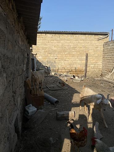 keci heyvan: 2 Erkek keçi satılır!!! Cütü 850 aZndir. Əlaqə; 055-987-87-67 — 3