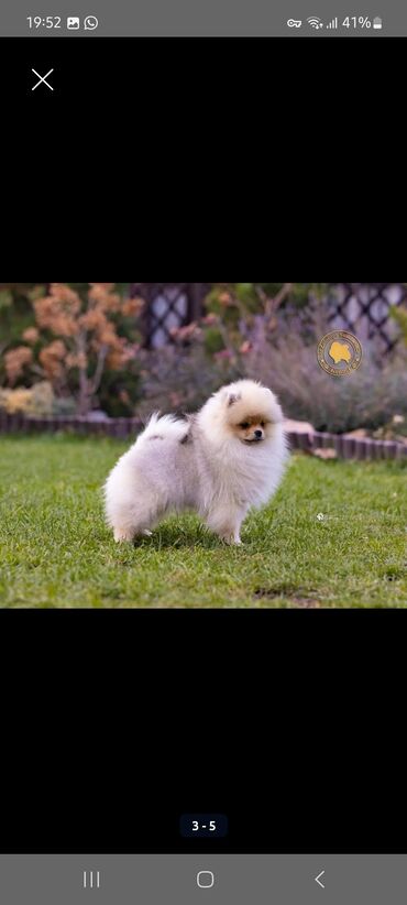 Продажа собак: Шпиц, 3 месяца, Самец, С прививкой, С родословной — 18