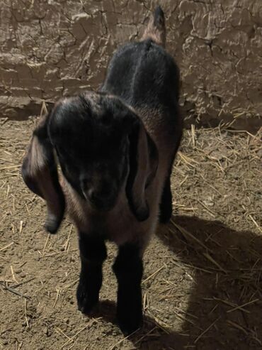 Козы, козлы: Продаю | Козлёнок | Для разведения — 5