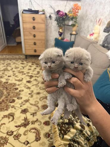 Pişiklər: Temiz şatlan pişiyidi -da lalafo.az — 1 Pişiklər: Temiz şatlan pişiyidi — 1