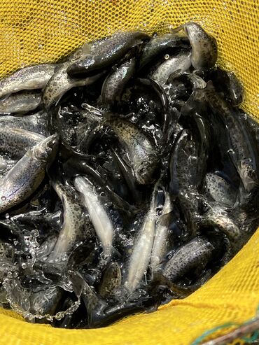 рыба форель в бишкеке: Форель Мальки 40+грамм 60 тысяч штук в наличии 55 сом штука