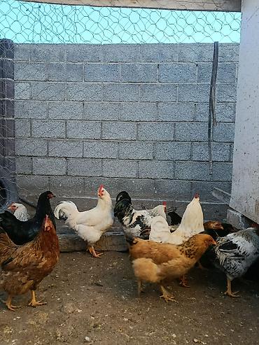 Куры, петухи: Продаю | Петух, Куры | Домашняя | На забой, Несушки, Для разведения — 20