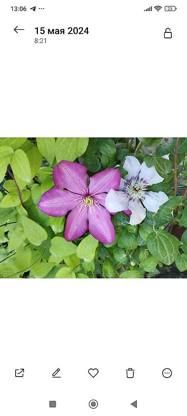 Clematis saplings: Клематис лиановидный, крупноцветковый, двух окрасов: - — 3