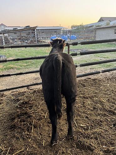 1жаш бука: Продаю | Бык (самец), Музоо, торпок | Полукровка, Симментальская, Абердин-ангус | На откорм, Для разведения — 5