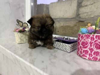 İtlər: Pekines, 2 ay, Dişi, Peyvəndli — 7