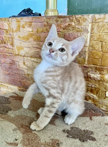 pişik boyunbağı: Этот тихий, добрый, ленивый котёнок живёт в большой кошачьей семье. Он