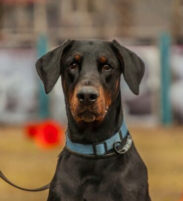 doberman balası: Доберман, 10 месяцев, Самец, Самовывоз