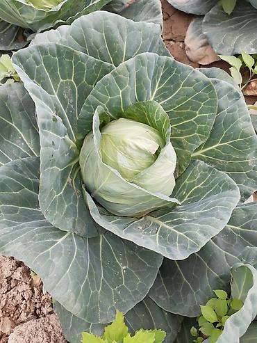 Удобрения и садовая химия: Удобрение Самовывоз — 6