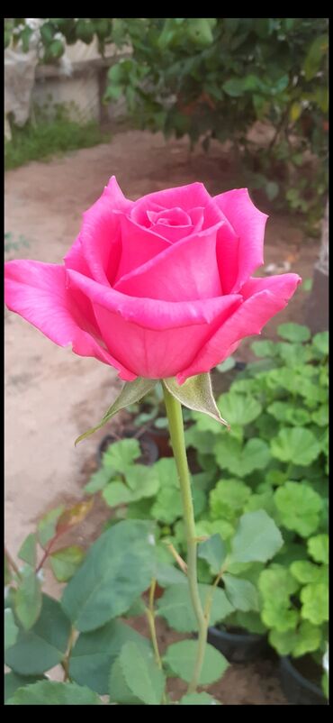 Şitillər: Məhsul: Gül kolları (gül fidanları) Təsvir: soyuqa davamlı 2 azn 3 — 11