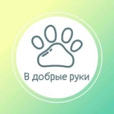 отдам котенка в добрые руки: В связи с болезнью не могу ухаживать за собакой отдам в хорошие руки