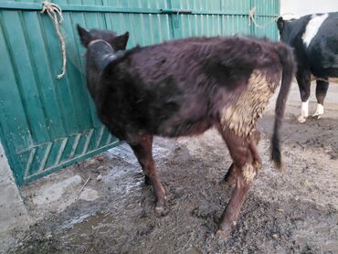 Коровы, быки: Продаю | Бык (самец) | Полукровка | На откорм | Привязанные — 9