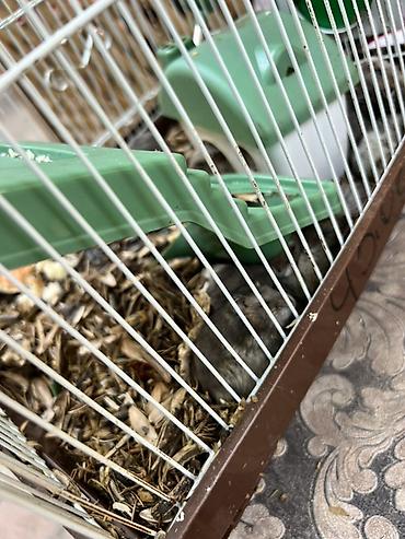 hamster satis: Hamster qəfəsi – tam dəst

15 ədədi qab qaşıg satıram — 2