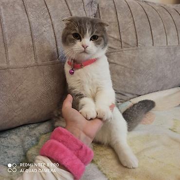 ragdoll pişik: Şotland, Dişi, Ünvandan götürmə — 2