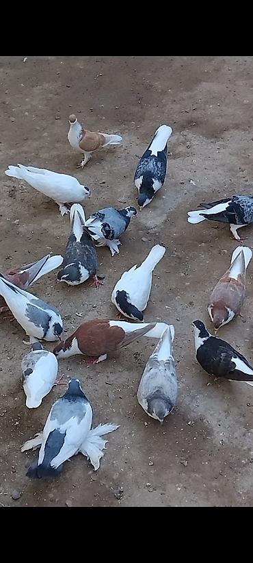 it balalari satilir: 12 ədəd 2 edede ayağı lelekli dekarqtiv göyərçin cüt cüt gotrem — 10