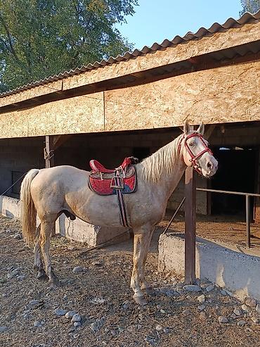 лошадь сколько стоит цена: Продаю | Конь (самец) | Конный спорт | Мерин — 2