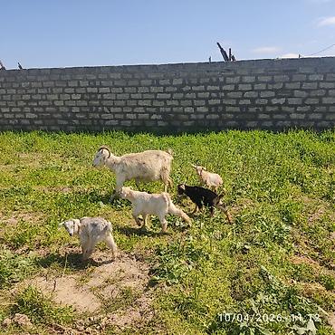 Keçilər, çəpişlər: - Ana bala keçi dort balasi var üçü erkey biri disididi cins heyvandi — 6