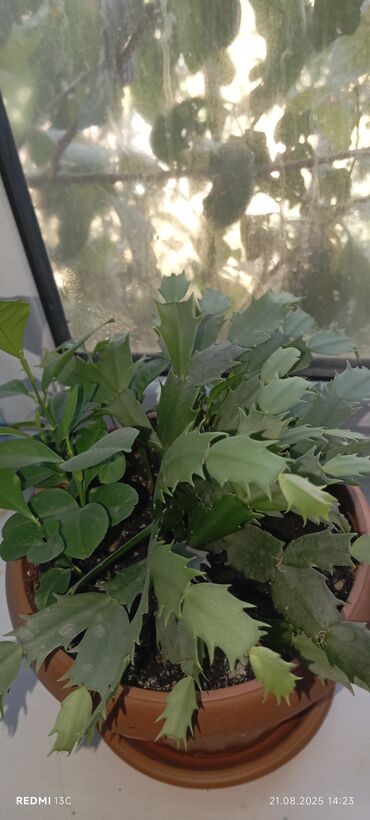 Фикусы: Растение фикус эластика (каучуконосный) с крупными глянцевыми листьями — 9