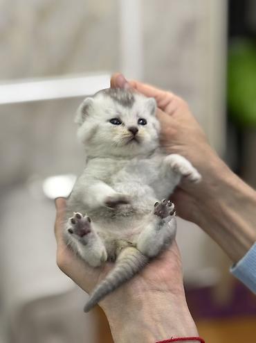 Pişiklər: Şotland, Erkək, Dişi — 5