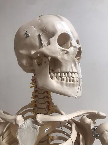 Медтовары: Viva Science tam ölçülü insan skeleti modeli - Brend: VIVA SCIENCE — 3
