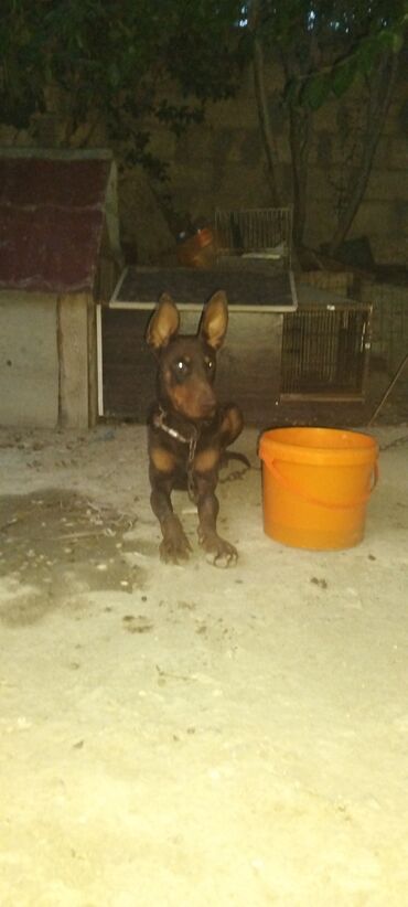 1 aylık doberman: Doberman, 1 il, Erkek