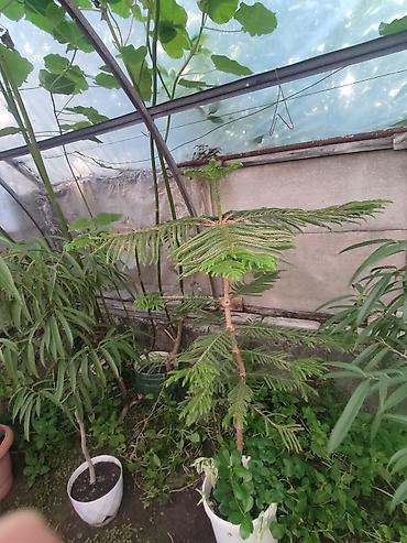 новогод: Араукария (Norfolk Island Pine) в контейнере - Декоративное хвойное — 1