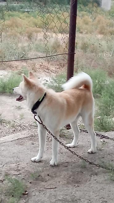 alabay iti satisi: Akita-inu, 11 ay, Erkək — 2