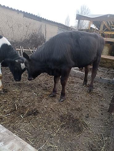 Коровы, быки: Продаю | Бык (самец) | На откорм — 5