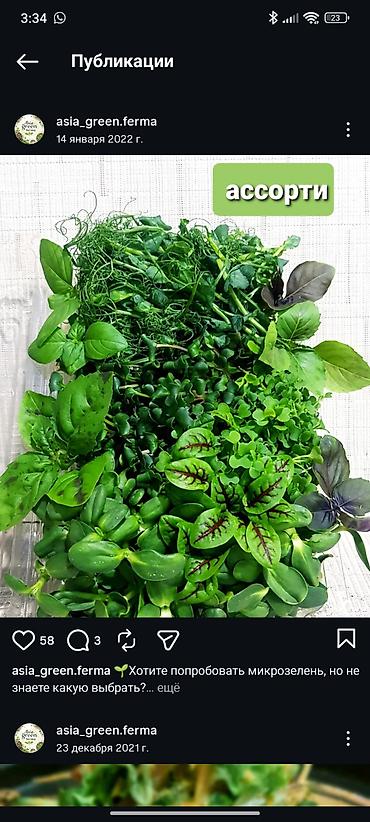 Микрозелень: Микрозелень и молодые травы в кассетах - Ассортимент: микрозелень — 16