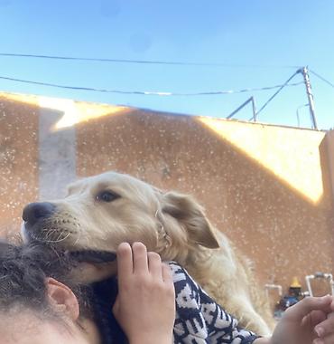 İtlər: Retriever, 2 il, Erkek, Peyvəndli, Pulsuz çatdırılma -da lalafo.az — 7 İtlər: Retriever, 2 il, Erkek, Peyvəndli, Pulsuz çatdırılma — 7