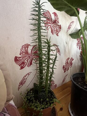 Otaq bitkiləri: Her biri ucuz kimete Gencededi catirma var size yaxin yere ancag — 57