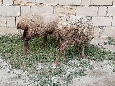 Qoyunlar, qoçlar: 2 dənə qoyun biri 160 manat — 6
