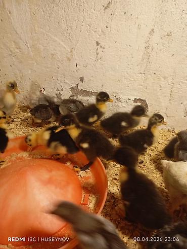 alman avcarkasi satilir: Salam Quban yerli pekin Hind ordeylerin satişi zakaz qebul olunur — 2