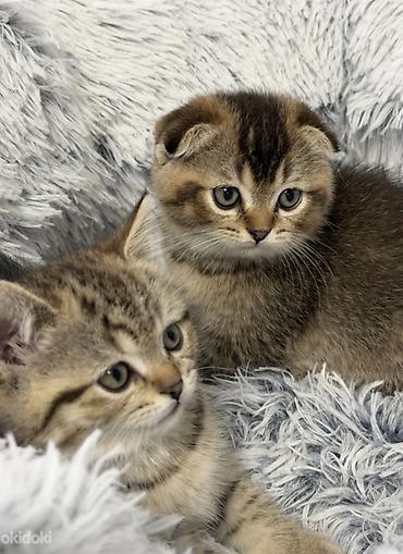 Продажа кошек: Шотландские котята - Порода: шотландская (скоттиш). На фото — один — 1
