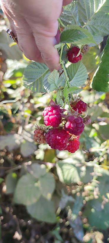 Малина: Малина Оптом — 4