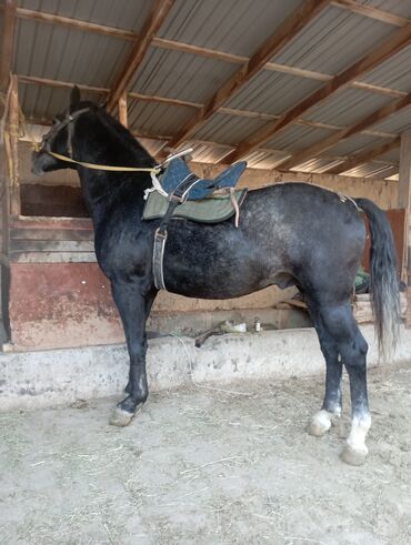 тоок хайлайн: Продаю | Конь (самец) | Рабочий