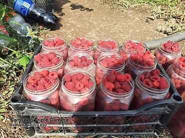 Семена и саженцы: Полана менен полка көчөтү сатылат, кочотуно гарантия полана 20 сом — 2