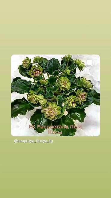 Π€ΠΈΠ°Π»ΠΊΠΈ ΠΈ Π³Π»ΠΎΠΊΡΠΈΠ½ΠΈΠΈ: π±πΊπ± ΠΡΠΎΠ΄Π°Ρ ΡΠΎΡΡΠΎΠ²ΡΠ΅ ΠΠΠ’ΠΠ ΡΡΠ°Π½Π΄Π°ΡΡΠ½ΡΡ
, ΡΡΠ΅ΠΉΠ»Π΅ΡΠ½ΡΡ
ΠΌΠΈΠ½ΠΈ ΠΈ ΠΏΠΎΠ»ΡΠΌΠΈΠ½ΠΈ at lalafo.kg β 30 Π€ΠΈΠ°Π»ΠΊΠΈ ΠΈ Π³Π»ΠΎΠΊΡΠΈΠ½ΠΈΠΈ: π±πΊπ± ΠΡΠΎΠ΄Π°Ρ ΡΠΎΡΡΠΎΠ²ΡΠ΅ ΠΠΠ’ΠΠ ΡΡΠ°Π½Π΄Π°ΡΡΠ½ΡΡ
, ΡΡΠ΅ΠΉΠ»Π΅ΡΠ½ΡΡ
ΠΌΠΈΠ½ΠΈ ΠΈ ΠΏΠΎΠ»ΡΠΌΠΈΠ½ΠΈ β 30