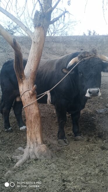 собака доберман сколько стоит: Продаю | Бык (самец) | Швицкая | Для разведения | Осеменитель