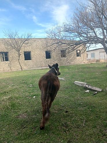 Dana, buzov: Diși göbəkli 7ayLlq disi danadlr. dananln anaslvə anaslnln anaslda — 17