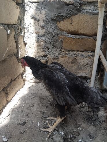 Heyratı şhamo toyuqları 3 ədəd.sarı Olanlar Chu Şhamodu Kül o