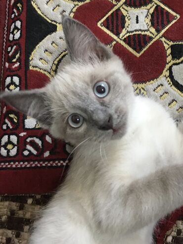 шотландская короткошерстная кошка: 2 айлык, Ургаачы, Лотокко барууга үйрөтүлгөн