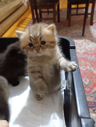 Pişiklər: Britan, Erkək, Yaxşı əllərə, Ünvandan götürmə — 6