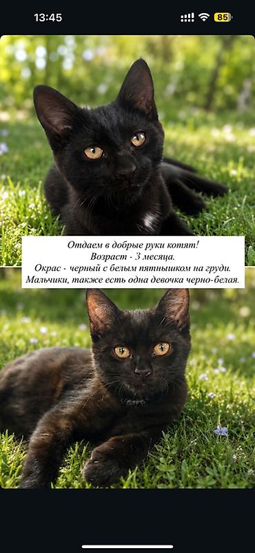 кошк: Мышык бекер берилет: Породасыз, 3 айлык, Эркек, Лотокко барууга үйрөтүлгөн — 1